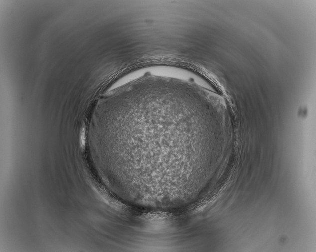 X0000096190069200801251250