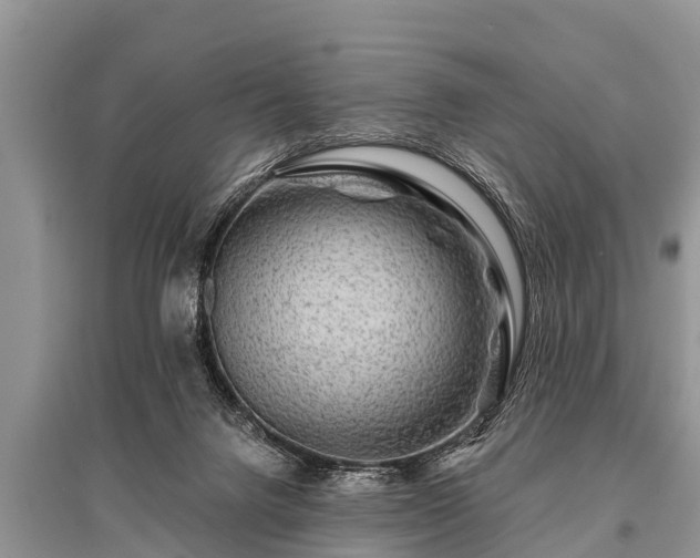 X0000096190072200801251250