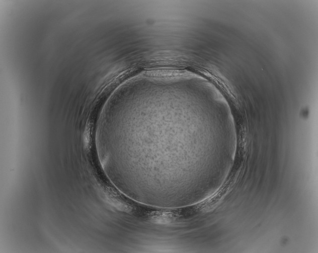 X0000096190074200801251250