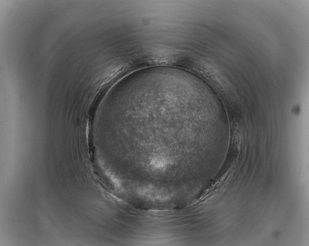 X0000096190076200801251250