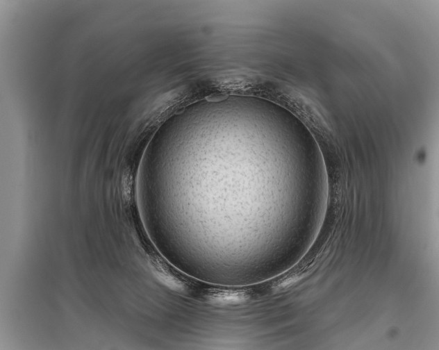 X0000096190081200801251250