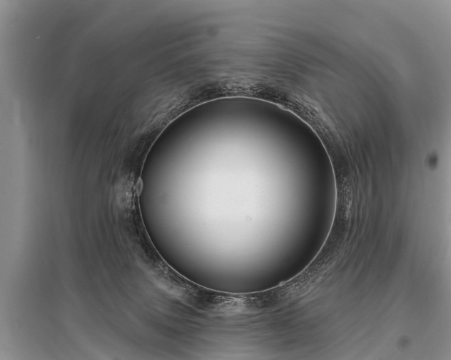 X0000096190083200801251250
