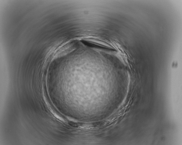 X0000096190097200801251250