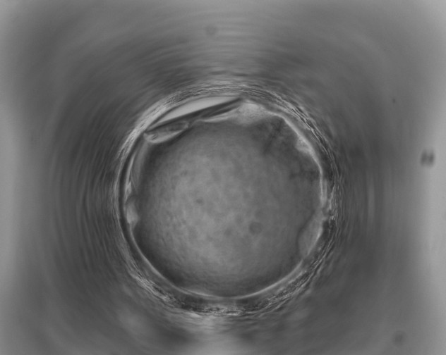 X0000096190099200801251250