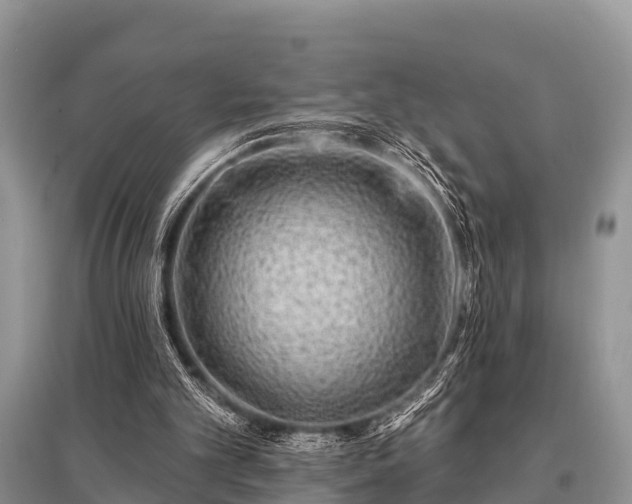 X0000096190101200801251250