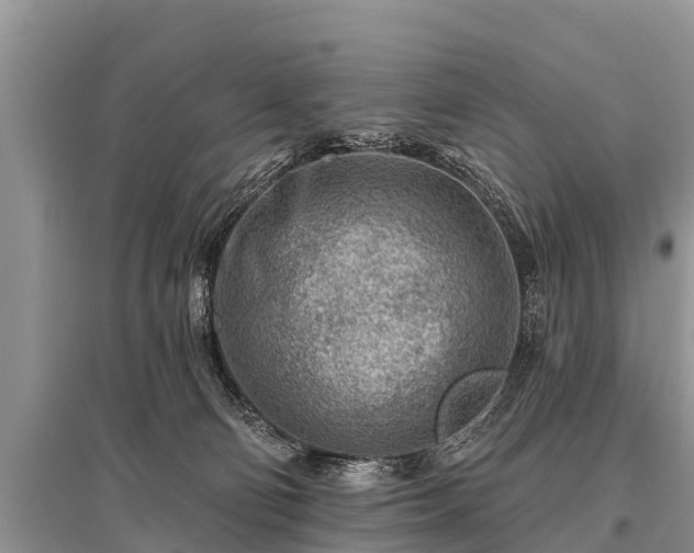 X0000096190130200801251249