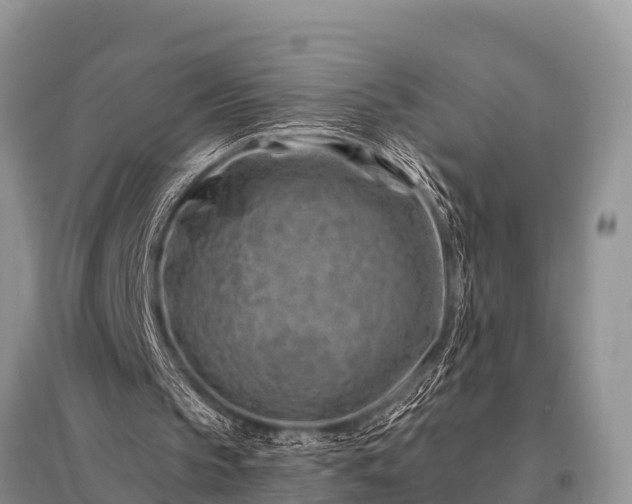 X0000096190145200801251248