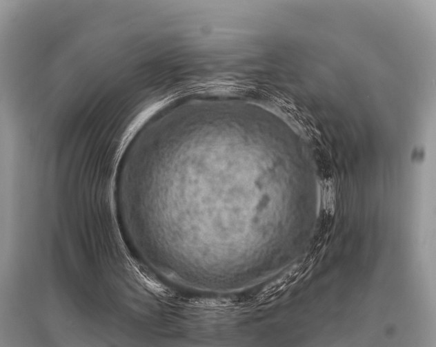 X0000096190147200801251248