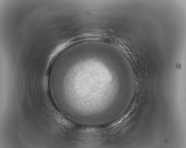 X0000096190149200801251248