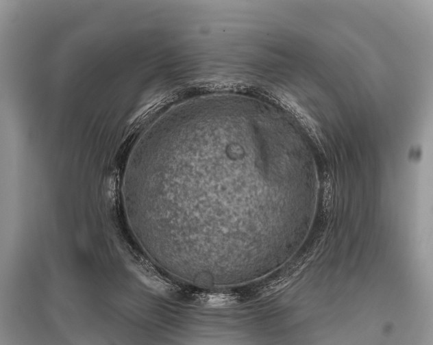X0000096190165200801251249