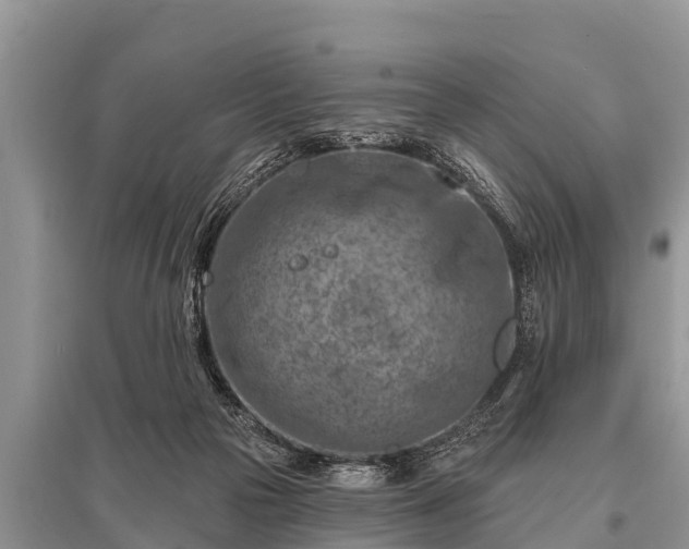 X0000096190169200801251249