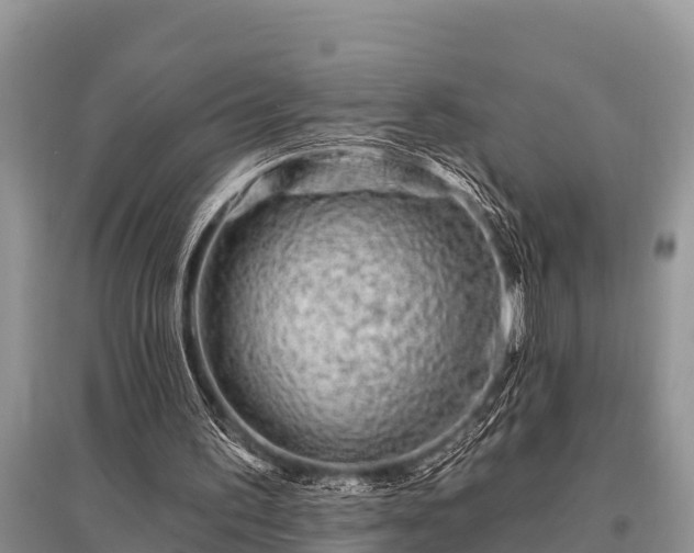 X0000096190195200801251248