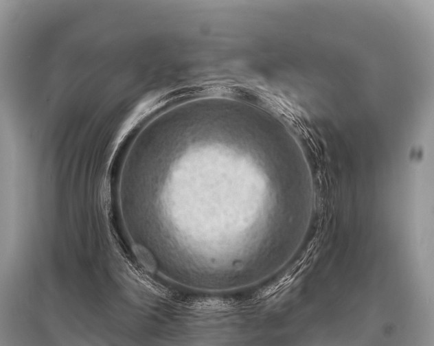X0000096190198200801251248