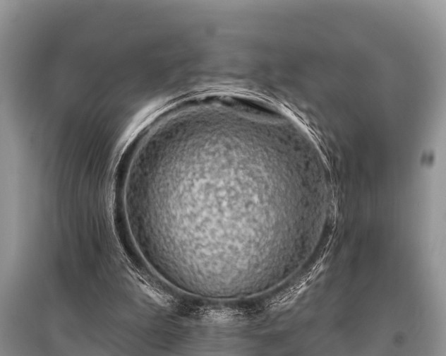 X0000096190199200801251248
