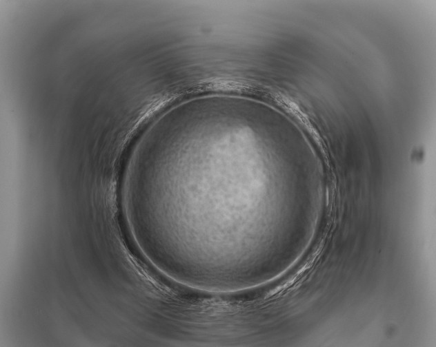 X0000096190249200801251247