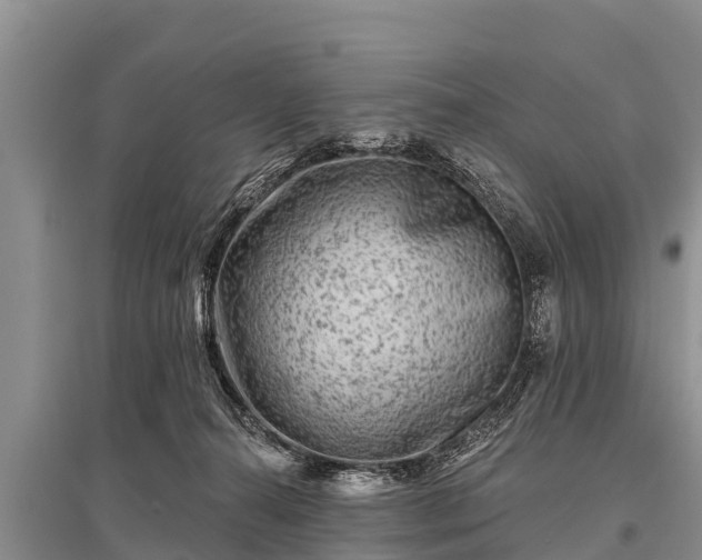 X0000096190272200801251247