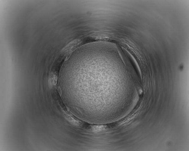 X0000096190281200801251247