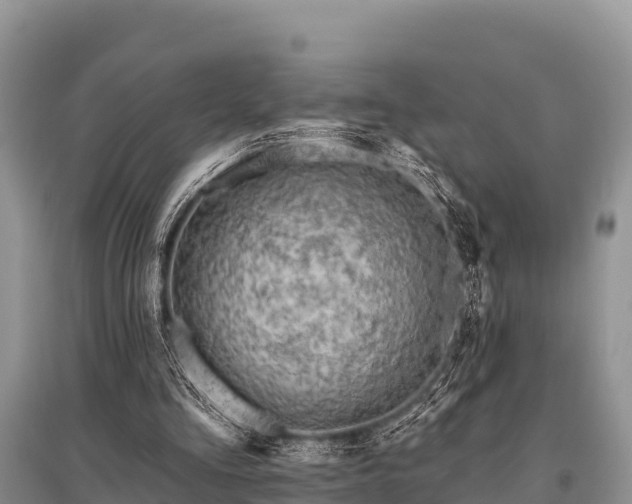 X0000096190293200801251247