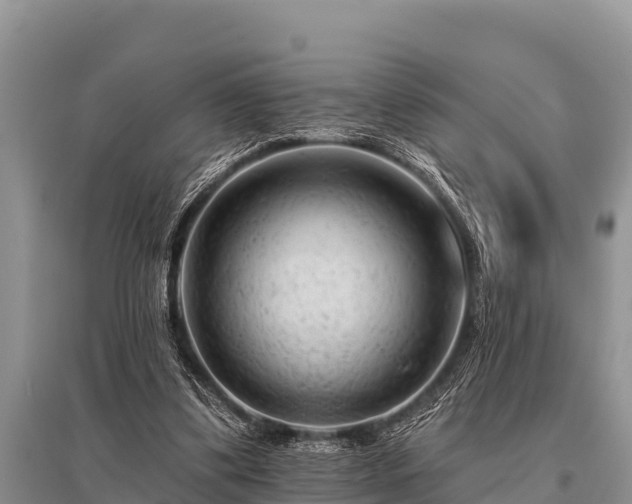 X0000096190299200801251246