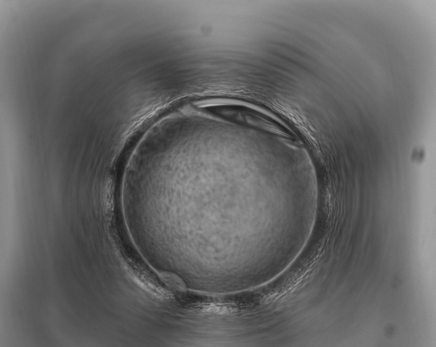 X0000096190303200801251246