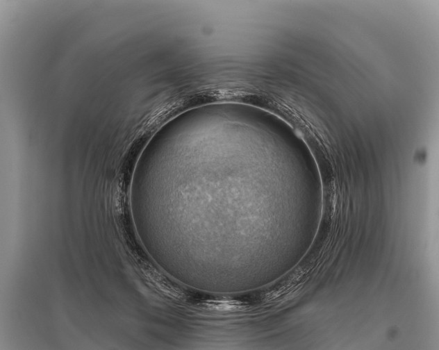 X0000096190316200801251246