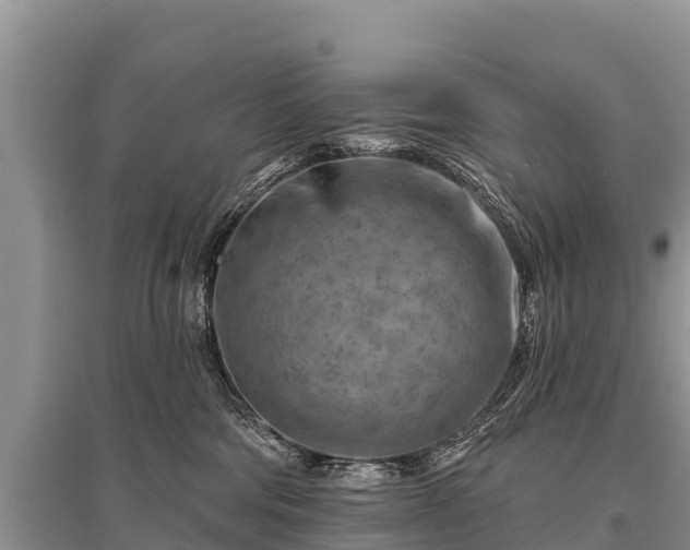 X0000096190330200801251246