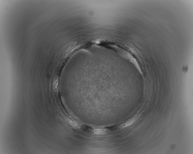 X0000096190336200801251246
