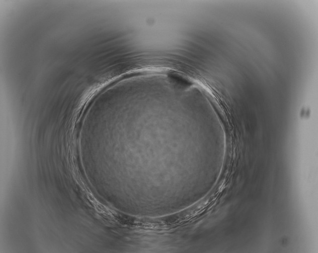 X0000096190337200801251245