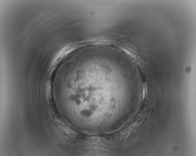 X0000096190339200801251245