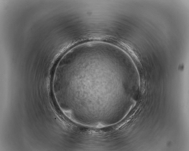 X0000096190346200801251245