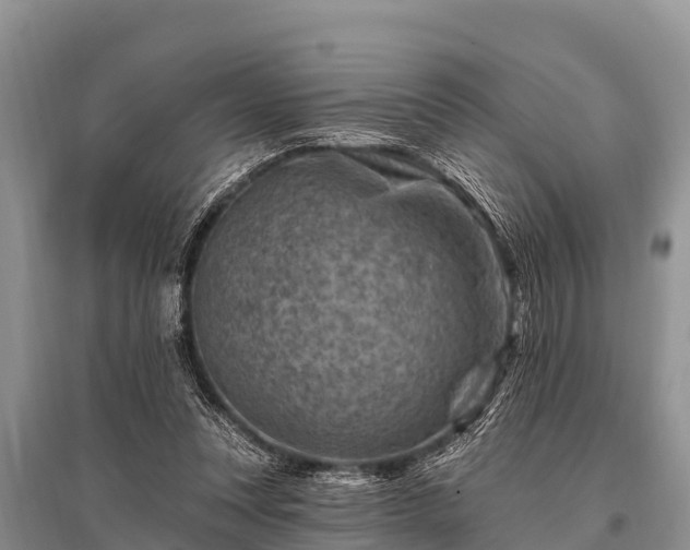 X0000096190351200801251246