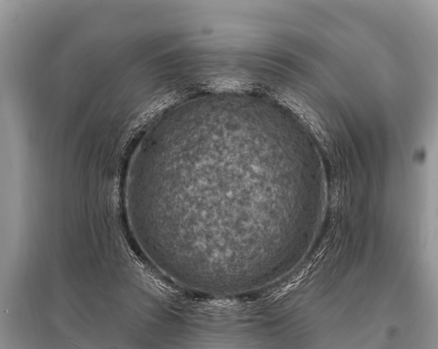 X0000096190353200801251246