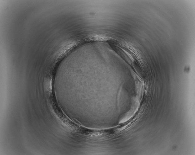 X0000096190358200801251246