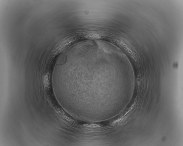 X0000096190359200801251246