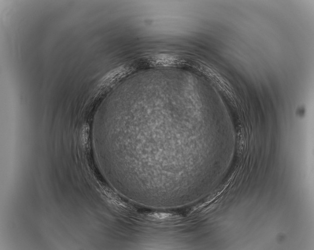 X0000096190361200801251246
