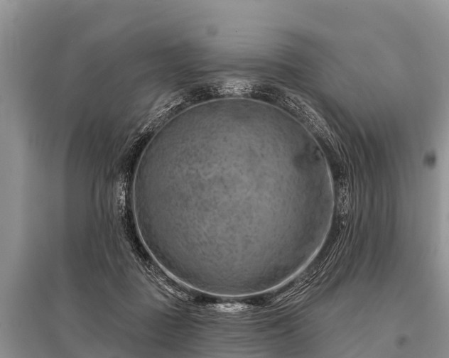 X0000096190363200801251246