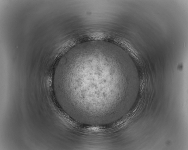 X0000096190365200801251246