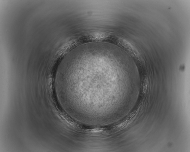 X0000096190366200801251246