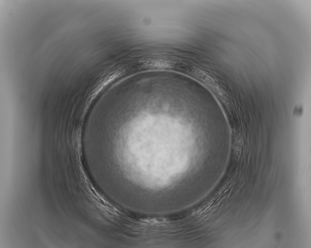X0000096190386200801251245