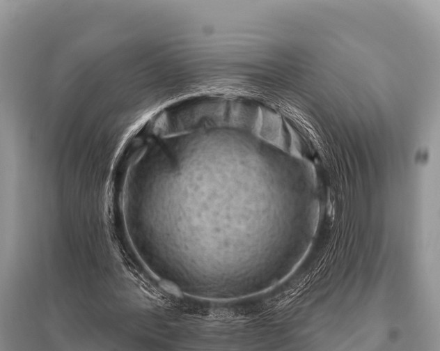 X0000096190388200801251245