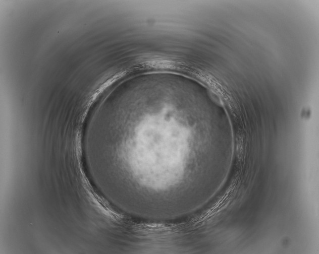 X0000096190390200801251245