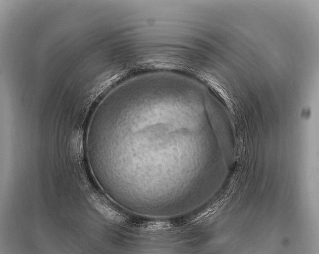 X0000096190398200801251245