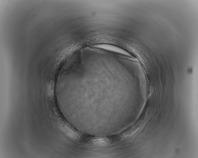 X0000096190402200801251245