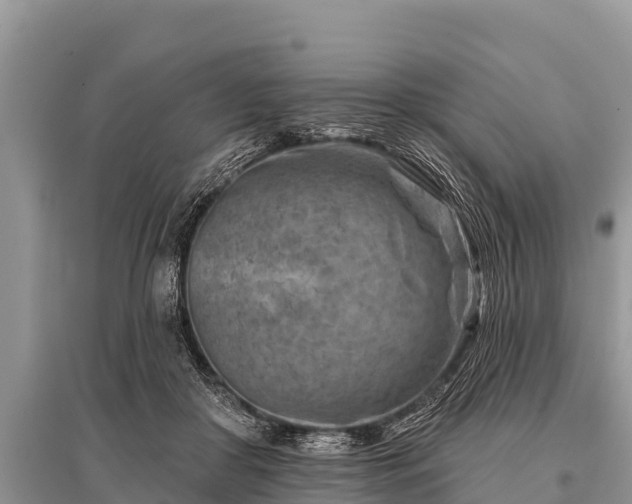 X0000096190410200801251245