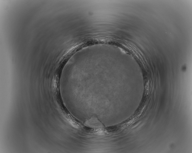 X0000096190424200801251245