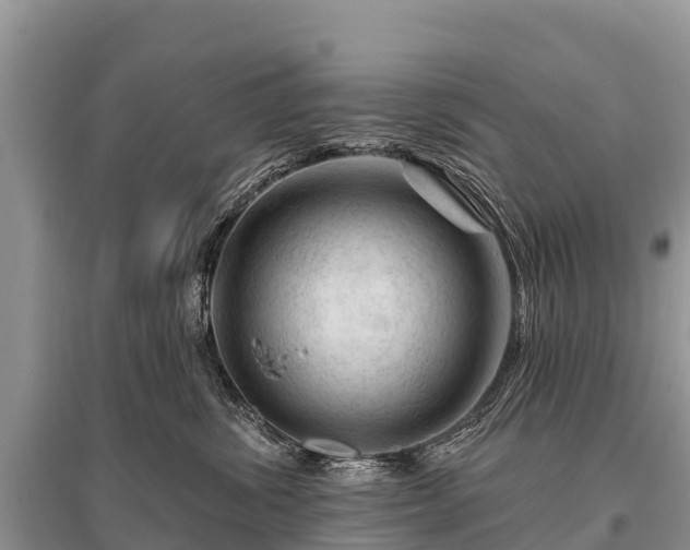 X0000096190428200801251245