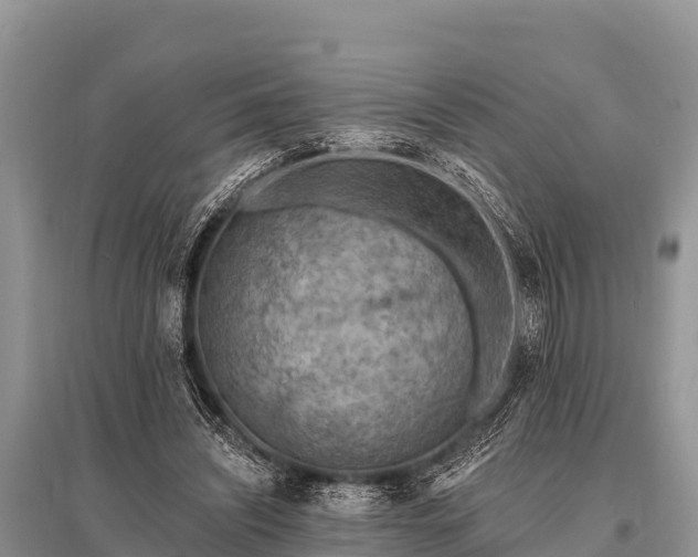 X0000096190444200801251244