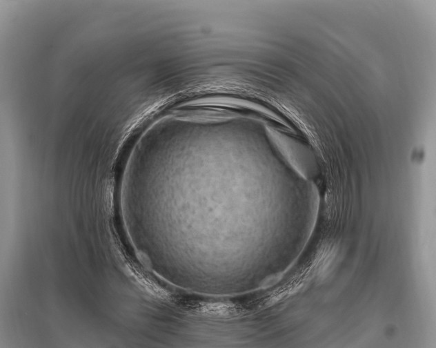 X0000096190446200801251244