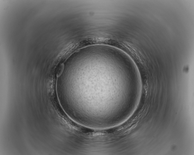 X0000096190462200801251244
