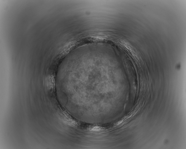 X0000096190467200801251244